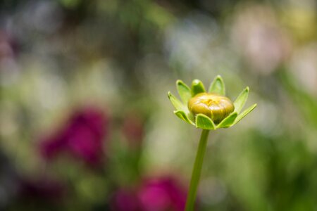 Blossom bloom floral photo