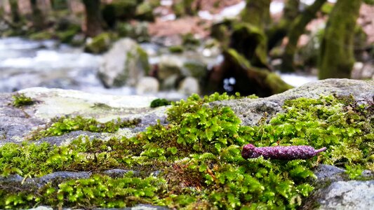 Beautiful peace forest photo