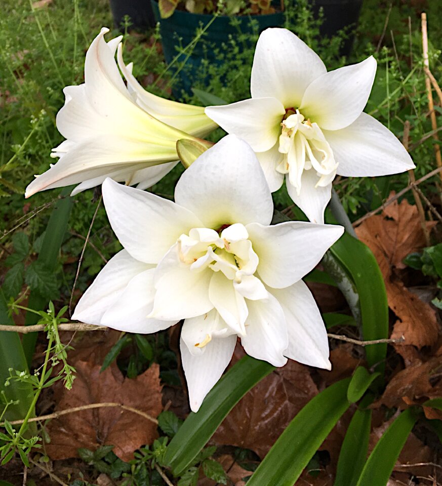 Flower floral blooming