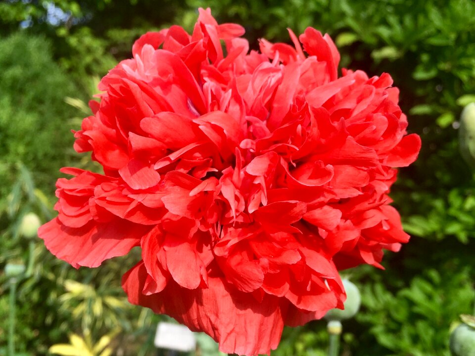 Flower garden