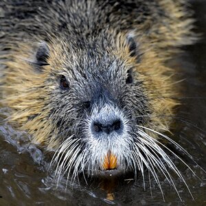 Tooth eyes fur photo