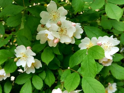 Multiflora flower country shyness