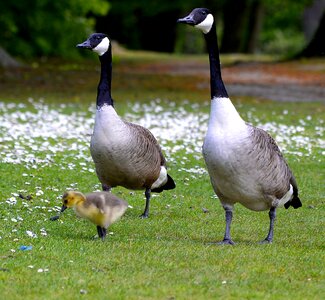 Bird animal world goose photo