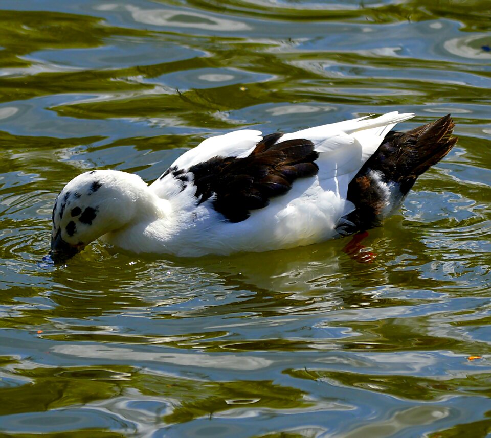 Water feather duck