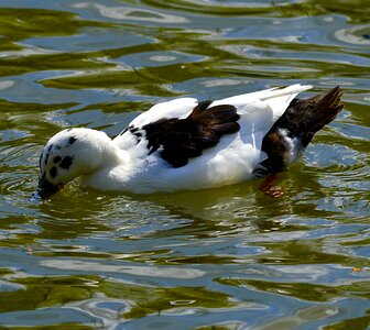 Water feather duck photo
