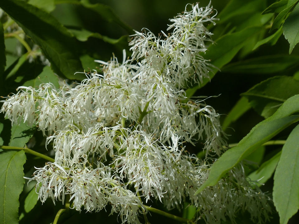 White manna ash fraxinus ornus