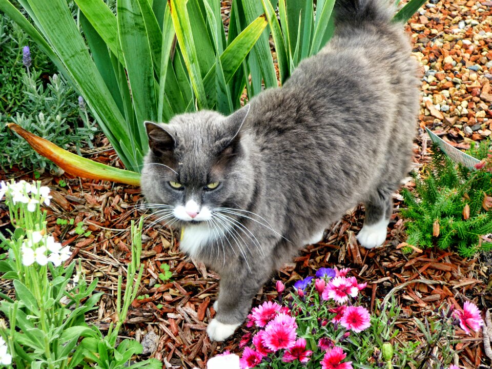 Garden cute cat