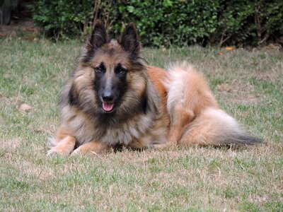 Dog belgian shepard photo