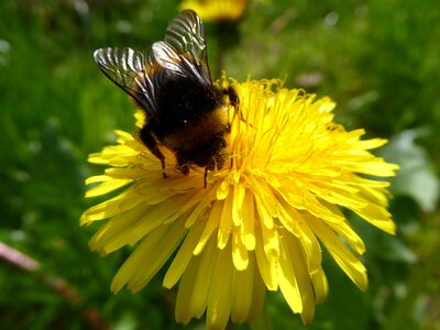 Bee hummel honey bee
