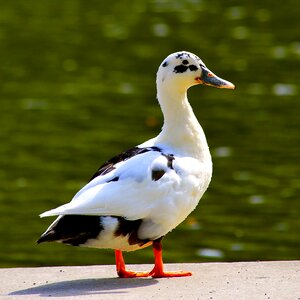 Bird water bird duck