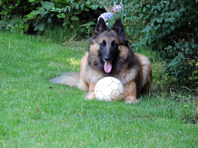 Tervuurse shepherd dog