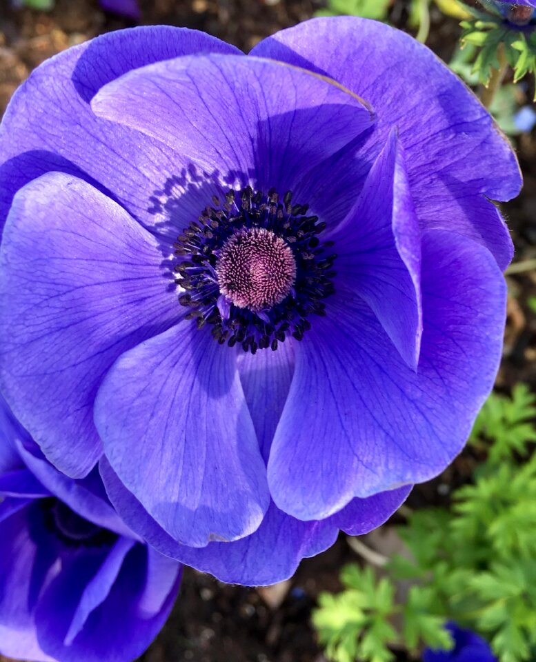 Anemone nature perennial photo