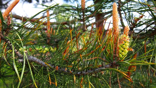Nature conifer pine needles photo