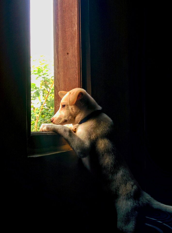 Child dog one night