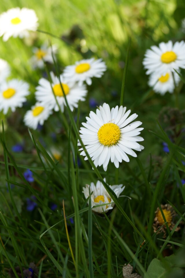 Bloom white daisy
