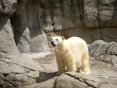 Polar bear bear zoo animal photo