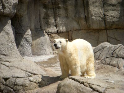Polar bear bear zoo animal