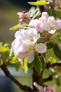 Apple tree white blossom photo