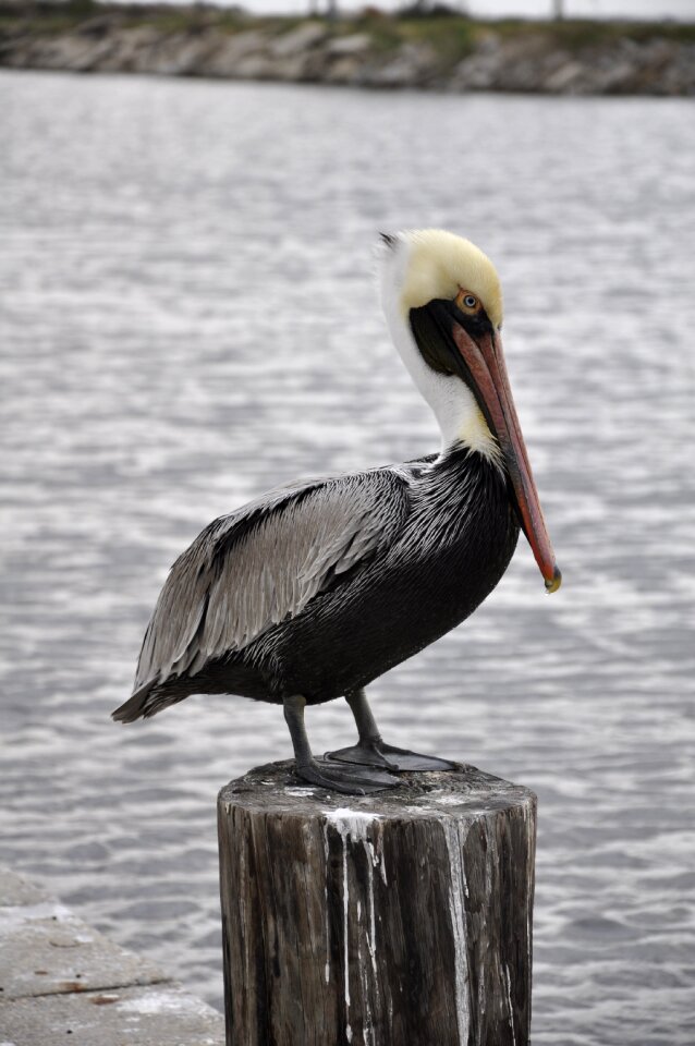 Bird pelican