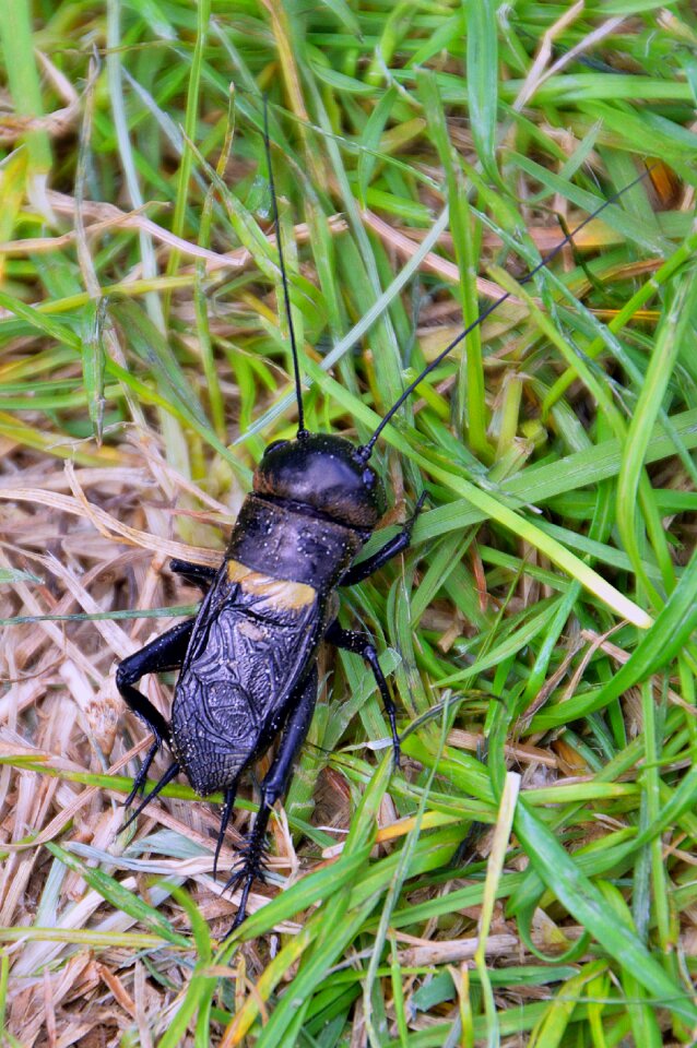 Animal black grasshoppers