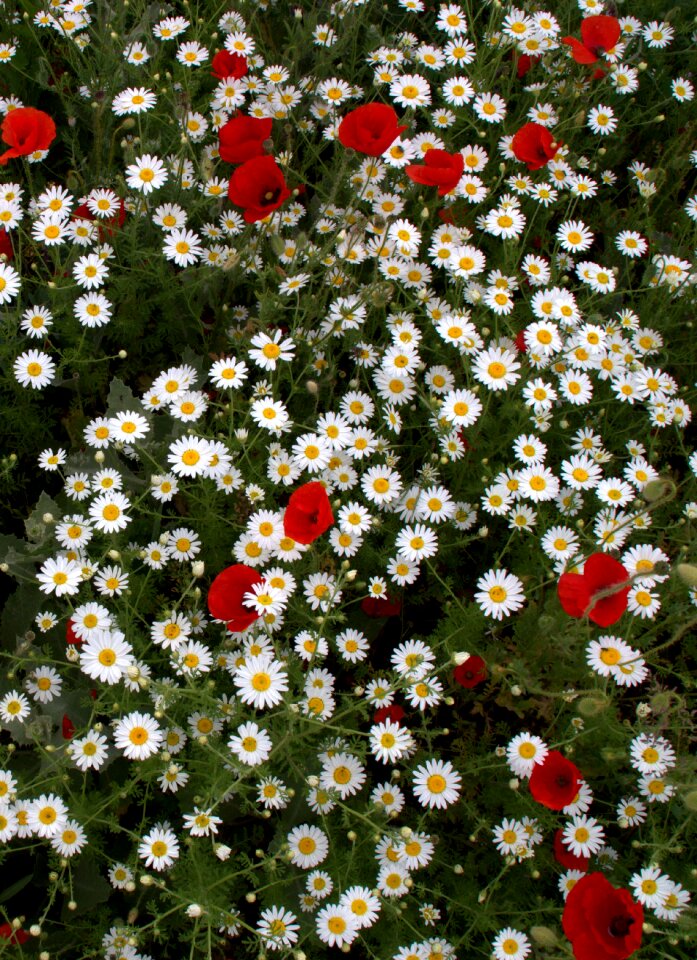White red plants