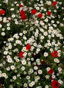 White red plants photo