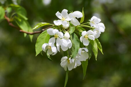 Tree garden apple-blossom photo