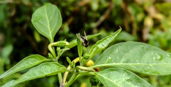 Insect nature green photo