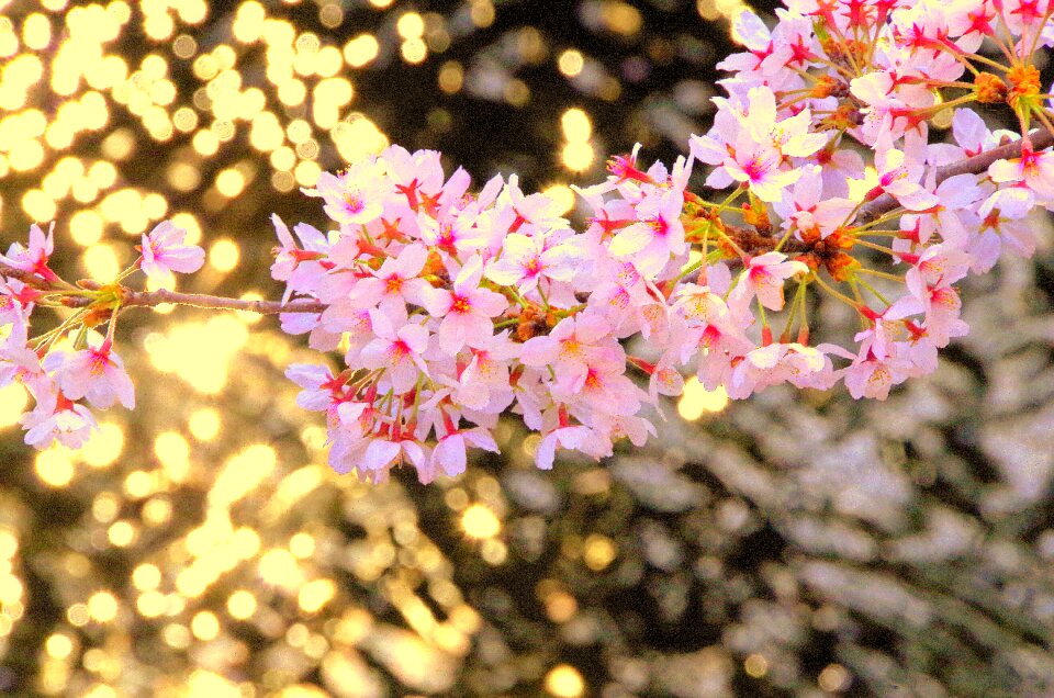 Spring pink wood