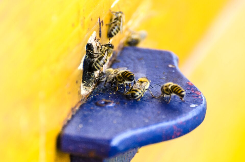 Nature insect apis