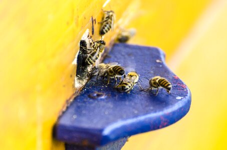 Nature insect apis