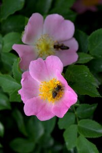 Pink petals plant photo