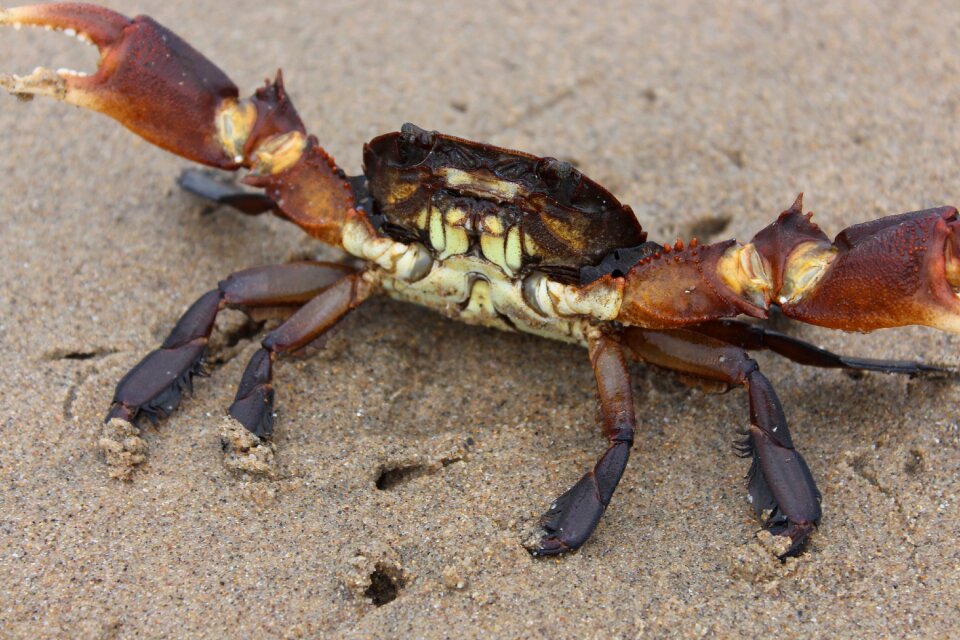 Ocean shell wildlife