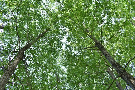 Green plants the leaves giant trees