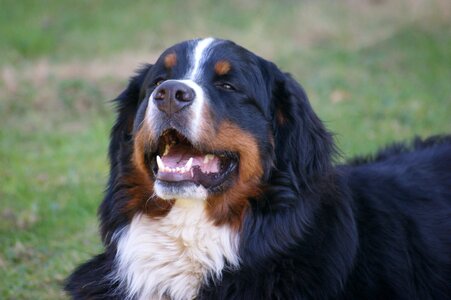Dog black white