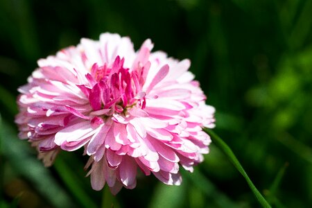 The petals meadow daisies