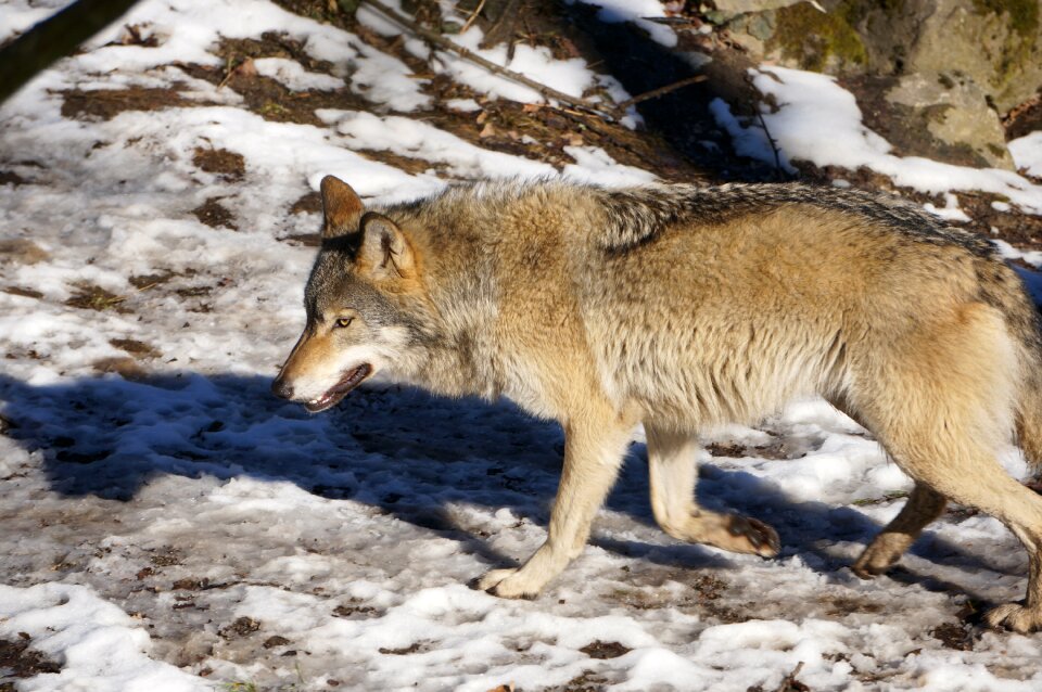 Skansen winter stockholm