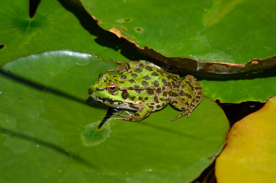 Water amphibian pond