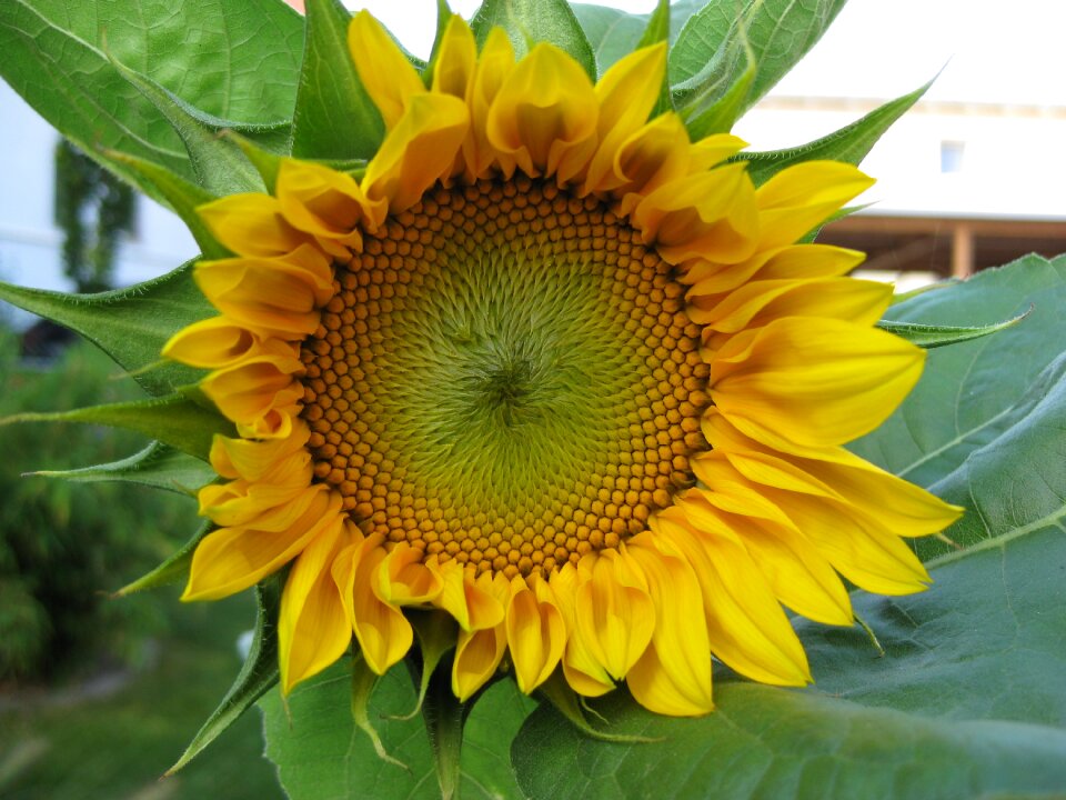 Flower yellow flower sunflower