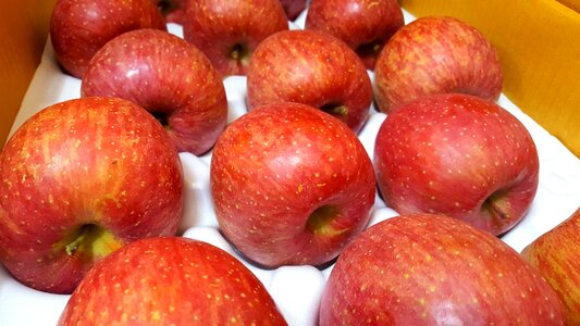 Apple fruit red apple