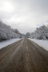 Trees winter landscape frost