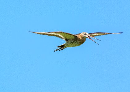 Dollars non plains wetlands 7 months