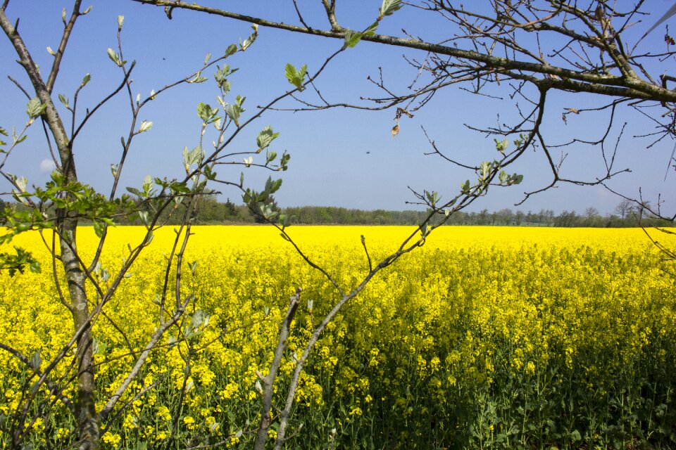 Yellow summer landscape