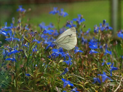 White butterfly insects summer