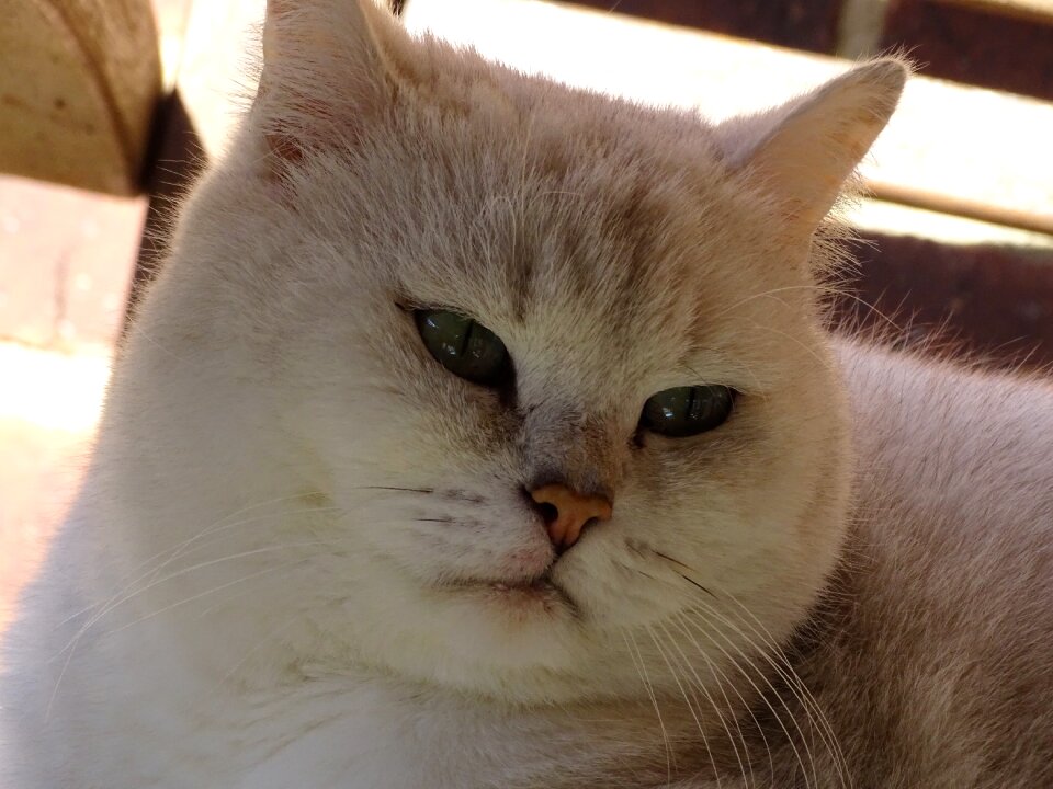 Feline pet