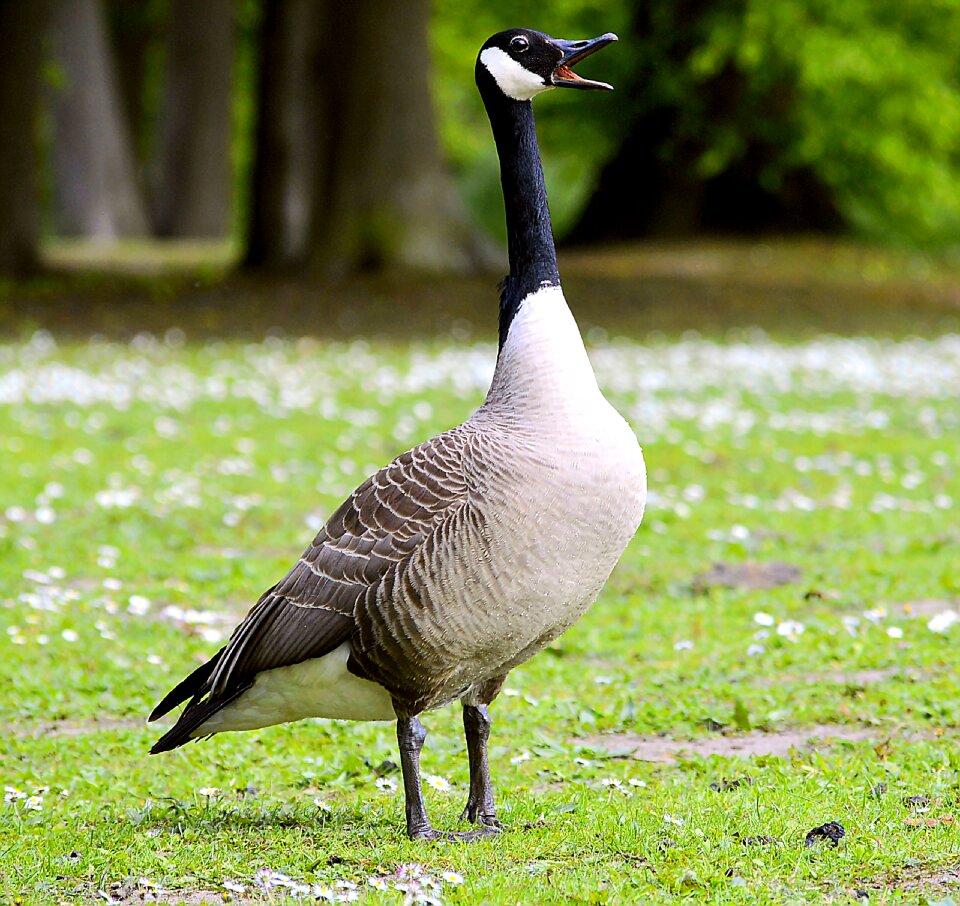 Bill animal world bird