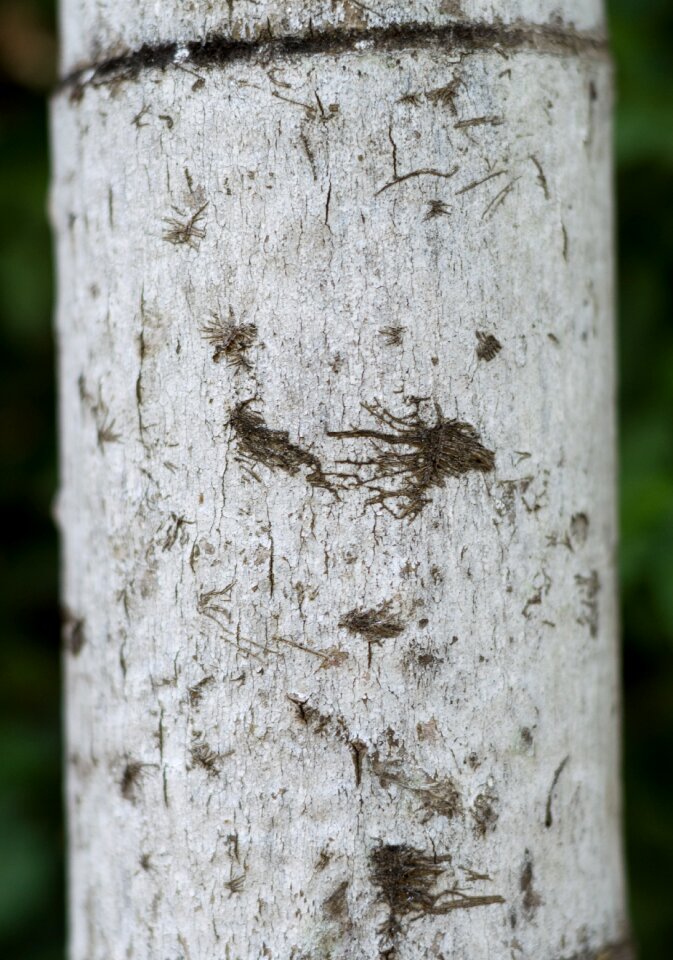 The trunk of the tree the stem texture the tree