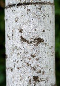 The trunk of the tree the stem texture the tree photo