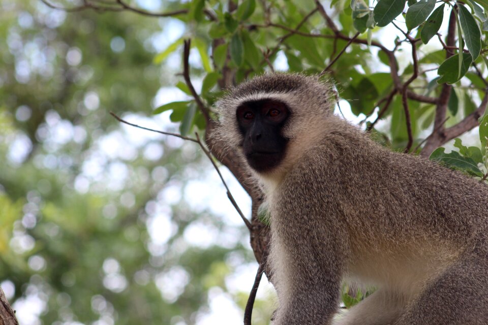 Wildlife wild jungle