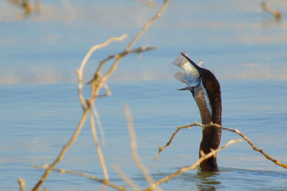Bird fish animal